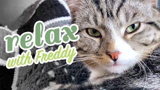 ASMR Cat Freddy  grooming, endlessly relaxing