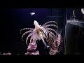Lion fish feeding
