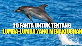 Lumba-lumba dan Kemampuannya yang Luar Biasa di Laut
