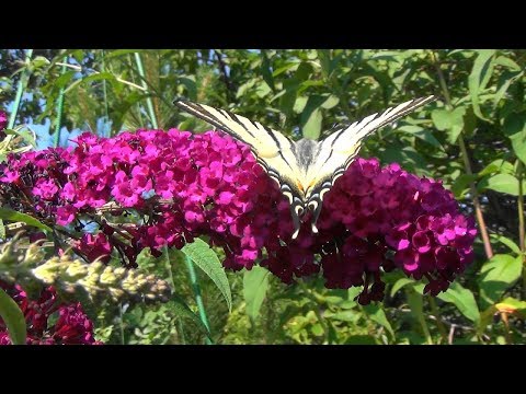 Видео: Размножение куста бабочки: как вырастить кусты бабочки из семян или черенков