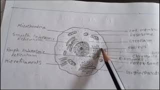 diagram of animal cell || anatomy (@BengaliNursingAdda )