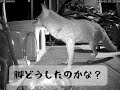 三本足のキツネさん、必死に食べる姿が…