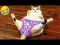 Funniest Cats And Dogs Videos - Best Funny Animal Videos 2021  🤣