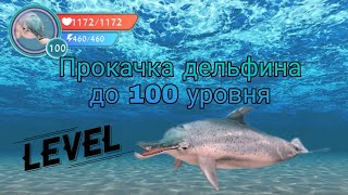 Прокачка дельфина до 100 уровня в Ocean World 🌊