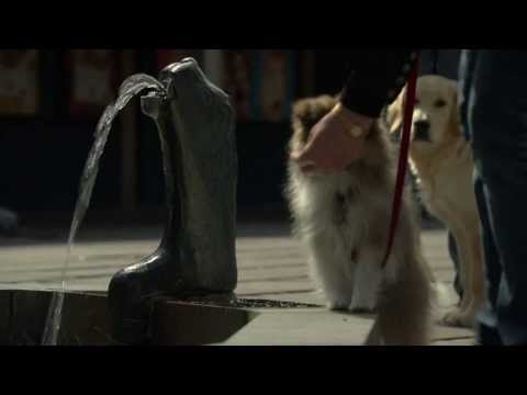 Dansk Kennel Klub