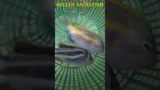 BELLUS ANGELFISH #shorts #youtubeshorts #bellusangelfish #ikanangelbellus #femalebellusangelfish