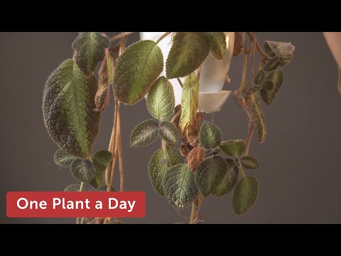 Video: Episcia Flame Violet Houseplants - Olovli binafsharang o'simlikni qanday etishtirish kerak