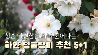 정원 장미 추천 | 흰색 덩굴장미 추천 5+1