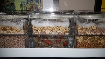 Goldfish Aquarium Trickle / Shower Filter up and Running