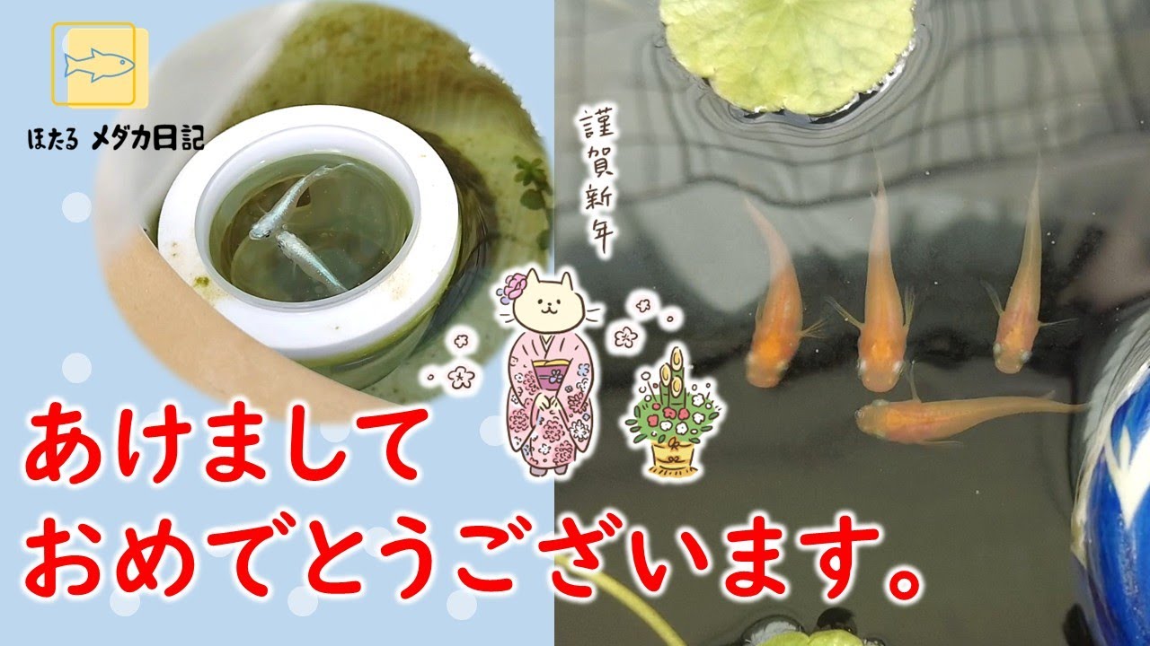 年を越してもメダカは元気！