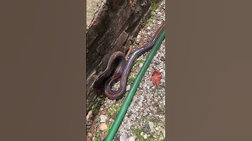 Rắn bảy sắc cầu vồng#rắn