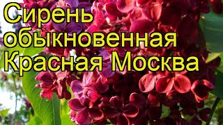 Купить Сирень Красная Москва В Интернет Магазине