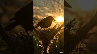 Unbelievable! A Tiny Bird Make A Nest  #nature #birds #nest #shorts