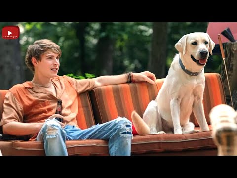 قصة حقيقية كلب بيتوه فى الغابة وصاحبه بيحاول يلاقيه قبل ما يموت وبيرفض يتخلى عنه