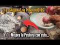 Si tienes MALA POSTURA en tus GALLINAS PONEDORAS 🐔 DALES ESTO y Verás Los RESULTADOS