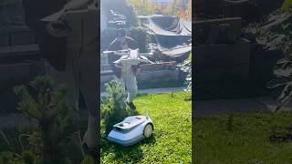 Manual lawn mowing with a robot ^^' #ecovacs #lawnmowerrobot #drone