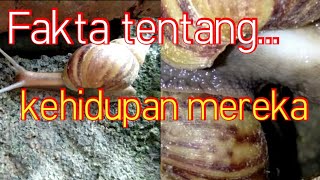 9 fakta tentang siput dan koloninya - semoga bermanfaat