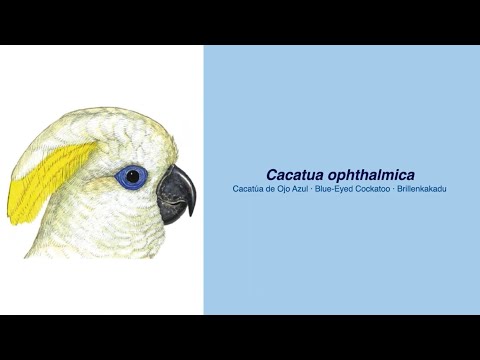 Video: Wie groß sind cacatua?