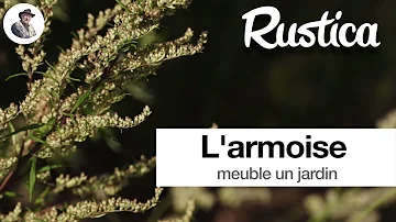 Quel sont les bienfait de l'Artemisia ?