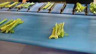 Semi-automatic combination scale MHP1200 for Celery 560g