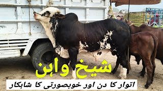 Sheikhwan Mandi Sunday Or Khubsorati Ka Shahkar | @MandiBoy8080 | Zeeshan khan 