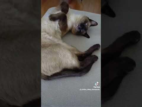 My Cat #funny