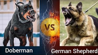 Doberman VS German Shepherd | Who is more Powerful ? by Shubham Medhekar 28,172 views 2 years ago 3 minutes, 5 seconds
