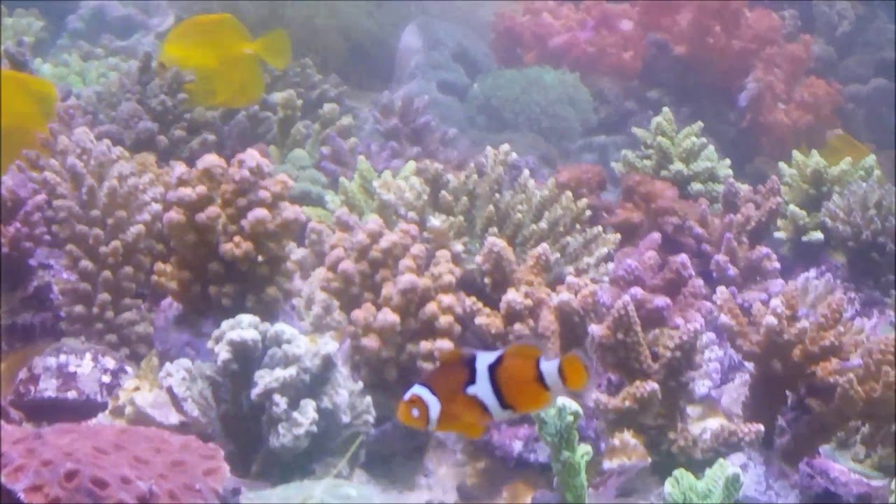 camera iphone 8 plus apk 人工黑邊公子小丑Percula Clownfish（Captive-Bred）