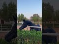 الأدهم الملكي الفحل ارتيوسا بدوي الخيل العربية الأصيلة خيل   اكسبلور حصان