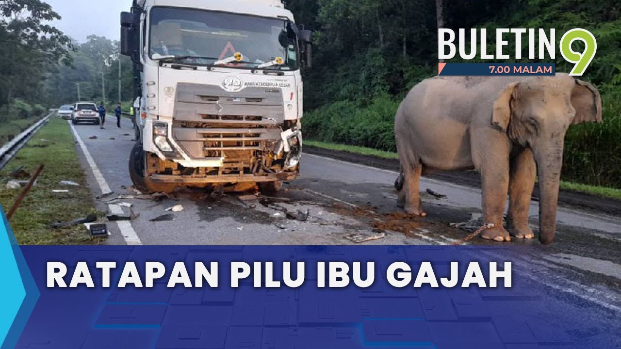 Gajah Betina Enggan Berganjak Lihat Anak Mati Dilanggar Lori