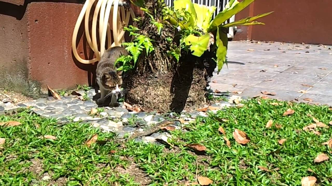 iguana vs cat