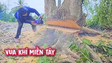 Vua Khỉ cưa hạ gốc nhiều cây khó tại quê nhà để chủ nhà xây cất nhà mới (1/2)...