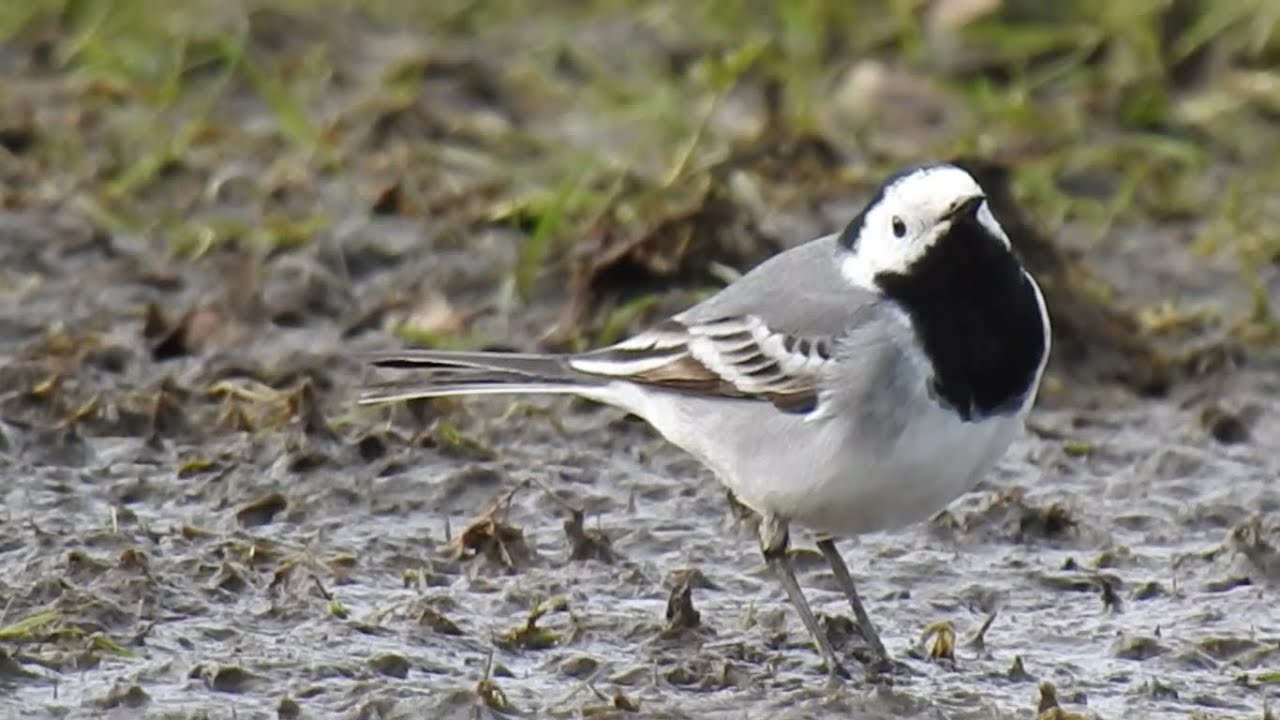 White Wagtail (Turn Moss 21-03-2020) 