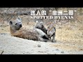 第13集：一说斑鬣狗就是掏肛？追踪斑鬣狗首领，带你了解最真实的非洲二哥