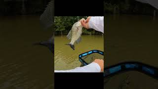 Nice thick crappie  -  Crappie fishing with a beetle spin and minnow