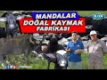 Mandalar : Doğal Kaymak Fabrikası | Şifa Kaynağı Manda Sütü ve Ürünleri