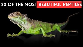 20 of the Most Beautiful Reptiles by Slides TV 248 views 3 weeks ago 7 minutes, 31 seconds
