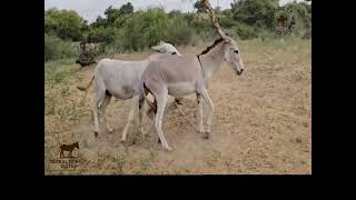 Donkeys Breeding Natural Mating Process Rare & Amazing Viral Video