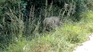 Warthog Walking In The Ditch Phacochoerus Afric Knobbelzwijn, Warzenschwein