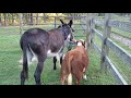 Donkey Halter Breaking Calf