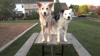 A Day at the Park