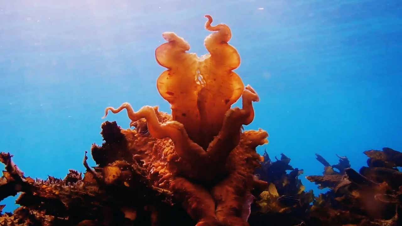 Massive Cuttlefish Lashes Out At Diver