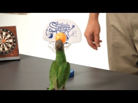 Teach Your Parrot to Dunk a Basketball | Parrot Training