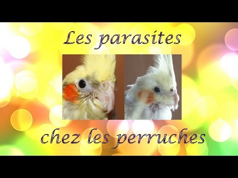 Vidéo: Comment traiter les vers ronds chez les chiens