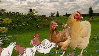 Teletubbies Magical Event 10 Chickens My Version A Resquest For Jesús Ferbal Balbuena