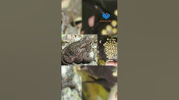 9 học sinh bị ngộ đ.o.c sau khi tự ý bắt cóc về làm thịt ăn #nguoivietkhoe #tintuc #canhbao #ngodoc