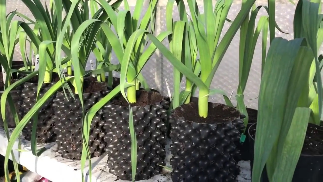 Giant Onions Planted out and Greenhouse Tour YouTube
