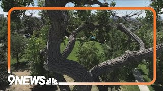 When and how much should you water your plants and grass during Colorado's dry winter?