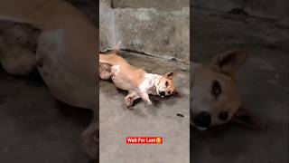 Insan Or Bejubano Me Antar❤️ #humanity #dogs # #emotational #shorts