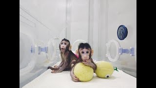 NKP Klonirani majmuni